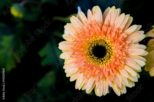 Beautiful  flower in garden