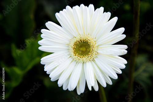 Beautiful  flower in garden