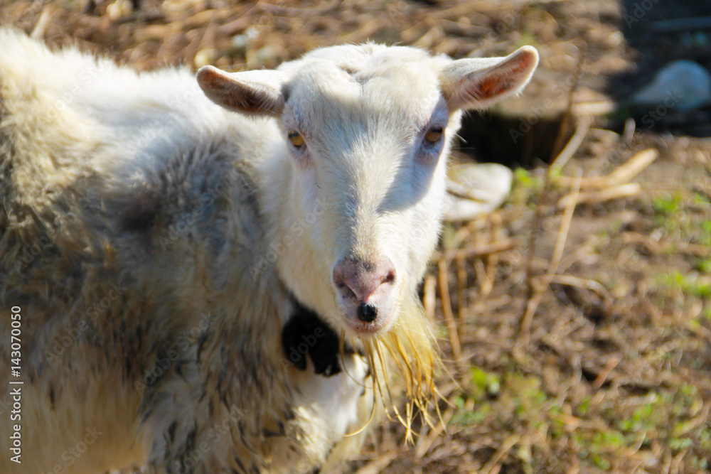 Old white goat