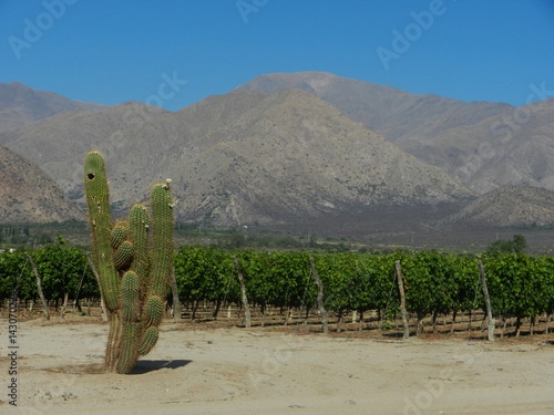 Vineyard and cactus in arid valley