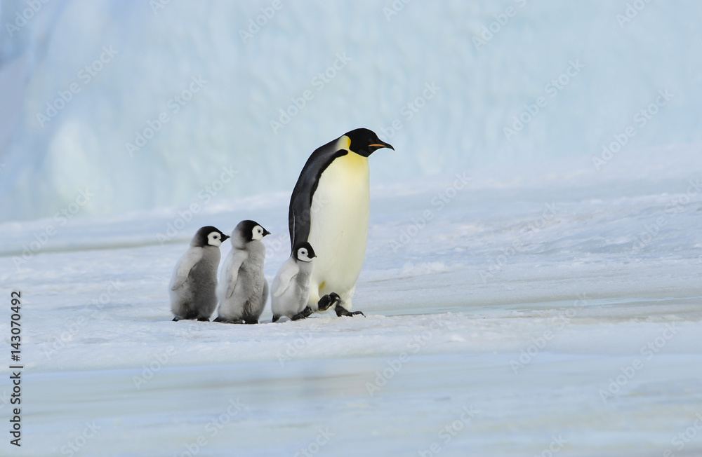 Obraz premium Emperor Penguin with chick