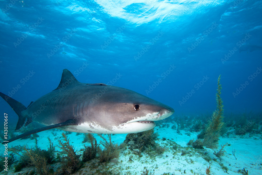 Fototapeta premium Tiger shark.