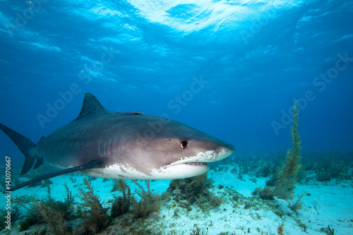 Tiger shark.