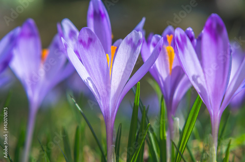 Purple flower in nature. Beautiful crocus flowers during spring. Selective focus.