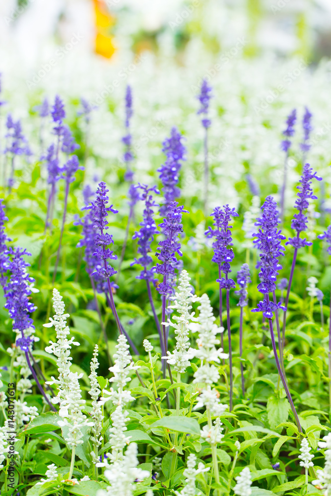 Obraz premium Green Lavender Field in the summer.