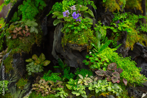 moss fern decorate on small wood garden. green nature plant in the forest.