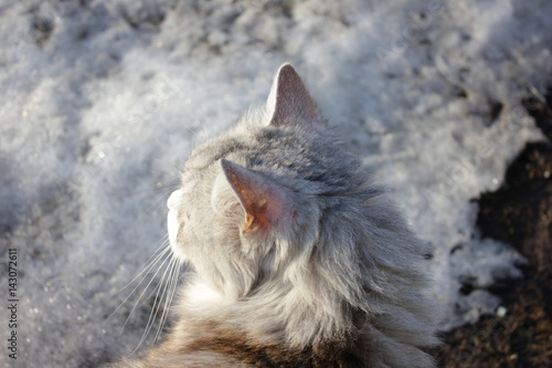 fluffy cat basks in the sun in the winter photo