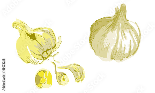 Knoblauch - ganze Knolle - Vektor
