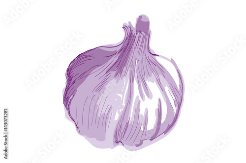 Knoblauch - ganze Knolle in violett - Vektor