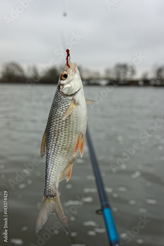 Roach on hook, float fishing