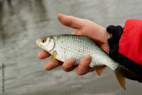 Fototapeta Naklejka Na Ścianę i Meble -  Man is holding roach fish