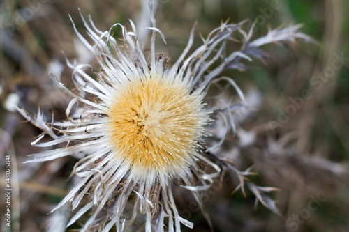 close up of a dry  thistle on the hills of Emilia Romagna