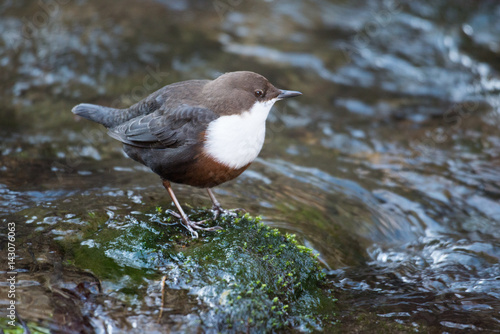 Wasseramsel