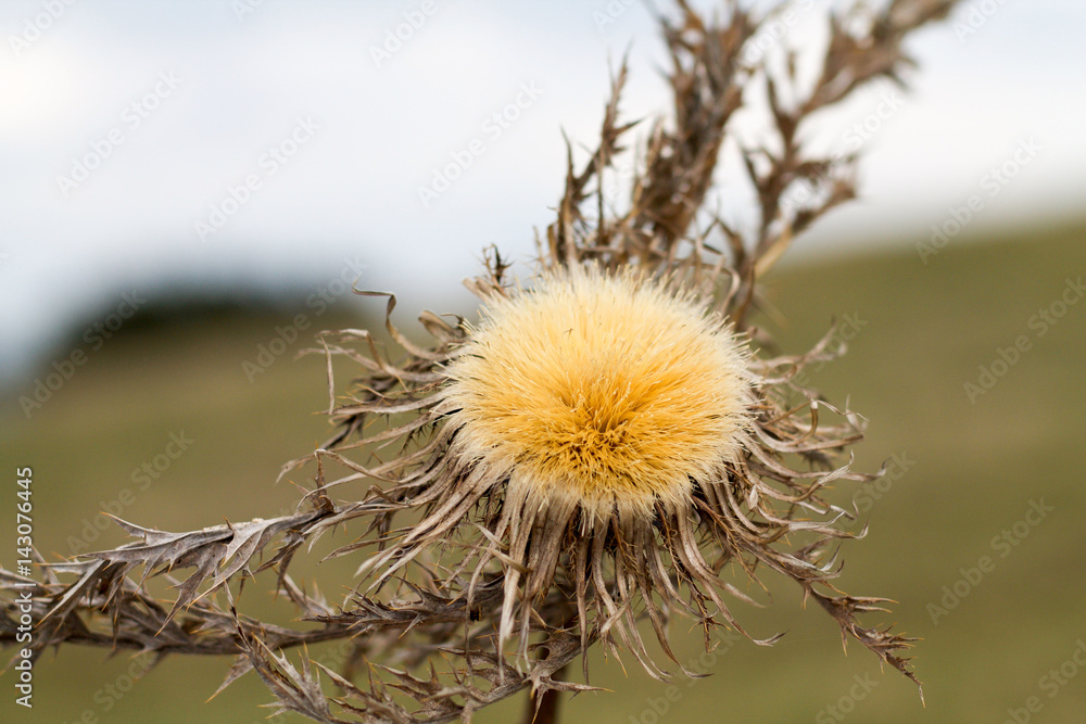 close up of a dry thistle growing on the hill