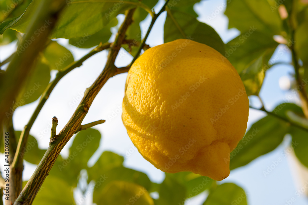 Gelbe Zitrone am Baum ist reif Gelbe Zitrone am Baum ist reif