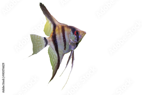 Bild auf Leinwand Fisch Scalar freigestellt