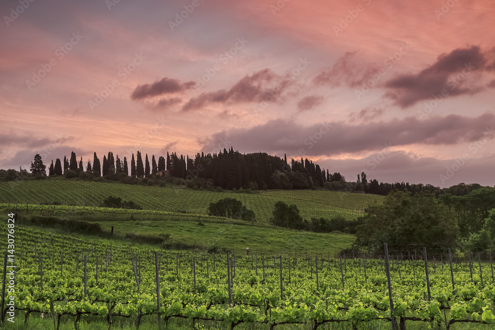View of the vineyards of Tuscany at sunset, Italy View of the vineyards of Tuscany at sunset, Italy