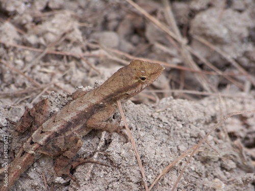 lagarto pequeño