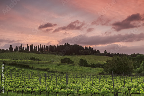 View of the vineyards of Tuscany at sunset  Italy