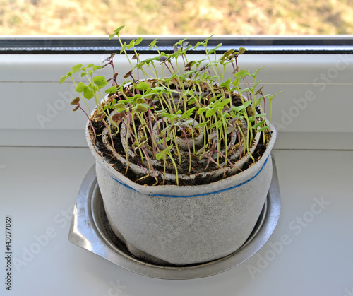 Young seedling of a basil on a window sill in self-made capacity from polystyrene