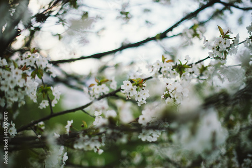 Trees bloom in the garden