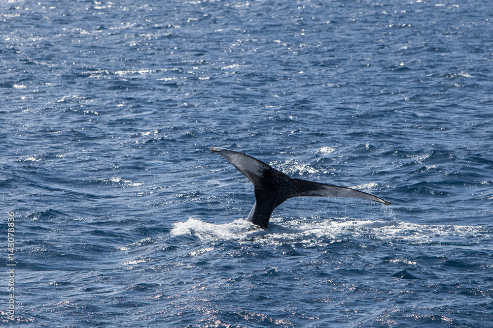 Fototapeta premium Humpback Whale Fluke Off New England Coast