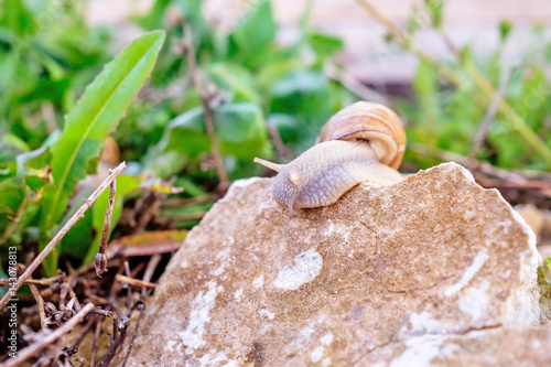 Snails on the rock 1