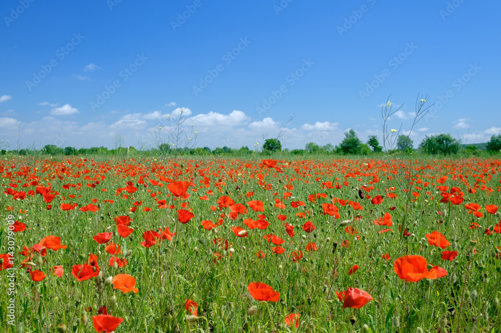 Poppy flowers field