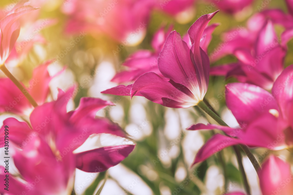 Beautiful field of tulips on sunny day,  close up