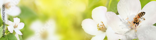 Bee collects nectar (pollen) from the flowers of a flowering quince (Cydonia oblonga) on a green and yellow blurred background of nature, a banner for the site