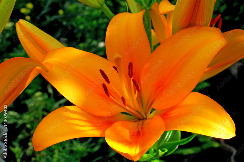flower lily flower lily