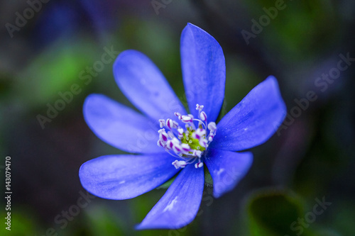 One early blooming blue anemone flower