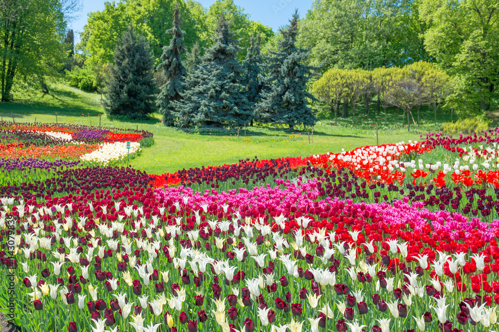 Field of tulips in the park
