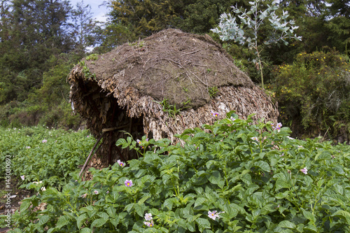 Native village rain shelter in potato field, Virunga, Rwanda