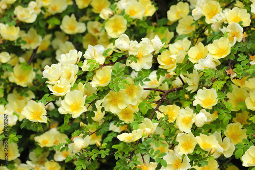 Wildrose - Rosa Xanthina - Rosa Hugonis - Chinesische Gold-Rose Strauch mit Blüten photo