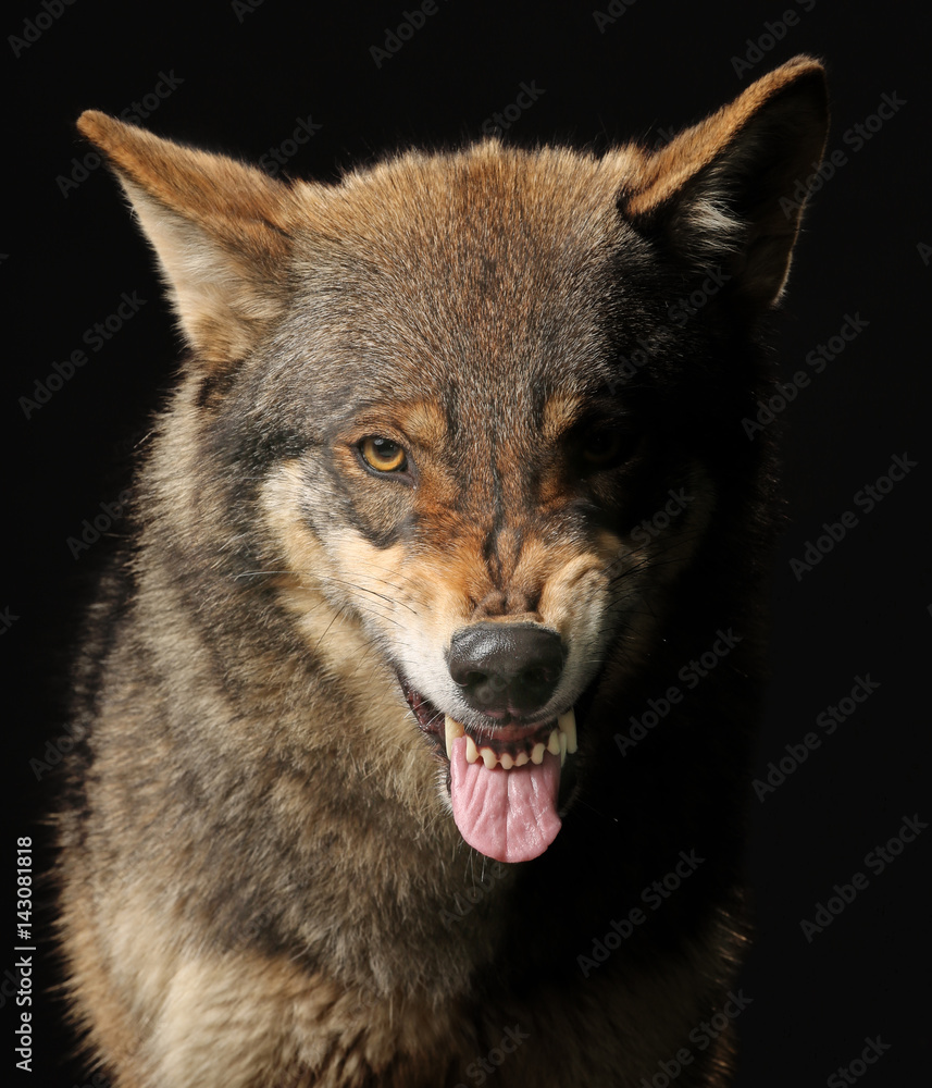 Wolf fletscht die Zähne, frontal als Studioaufnahme
