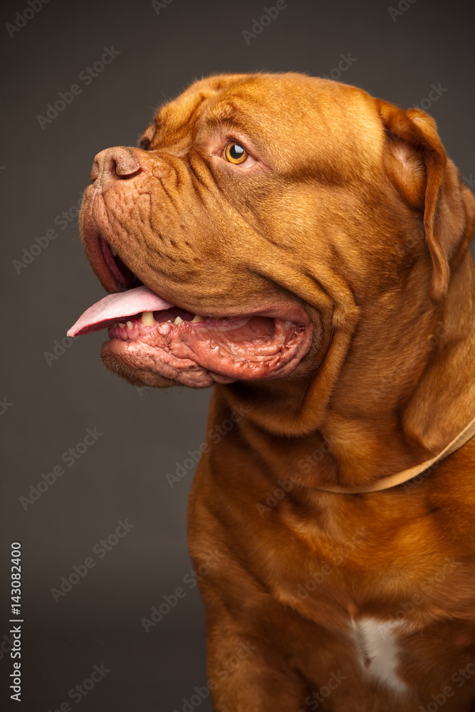 Portrait of a dog. bordosskij dog. Red-haired dog.