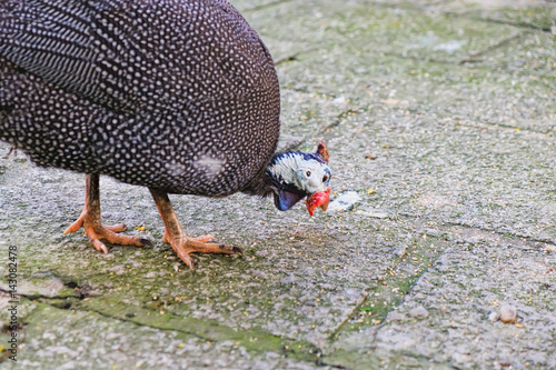 Helmeted Guinea Fowl or Numida Melleagris walking around and looking for food. Selective focus photo