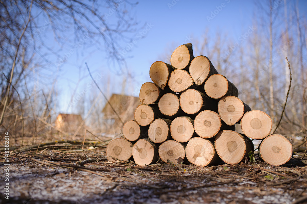 Maple round firewood stacked in the forest