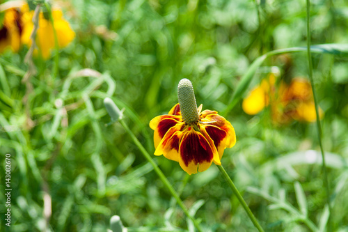 Close up of Texas wildflower known as Mexican Hat photo