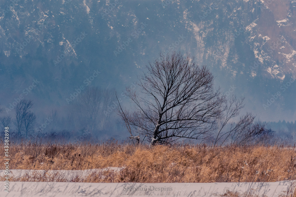 custom made wallpaper toronto digitalAlone