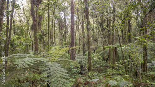 Trounson Kauri Park, New Zealand photo