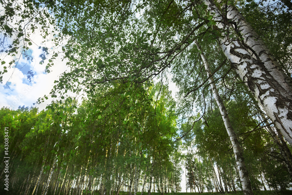Fototapeta premium summer in sunny birch forest