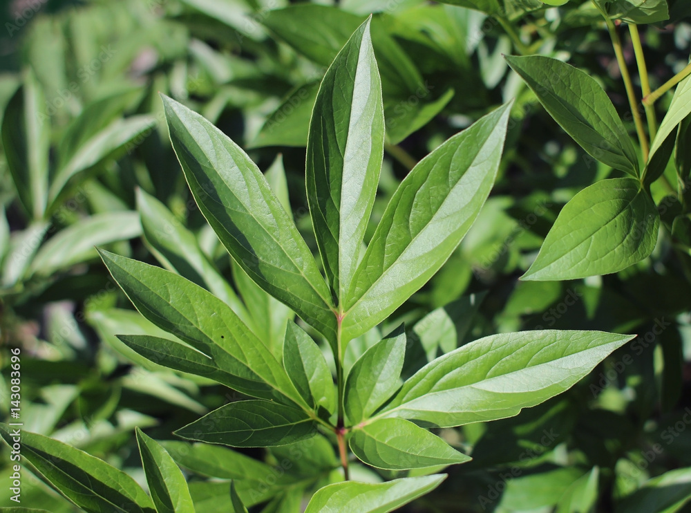 Leaves of peony plant in the garden Leaves of peony plant in the garden