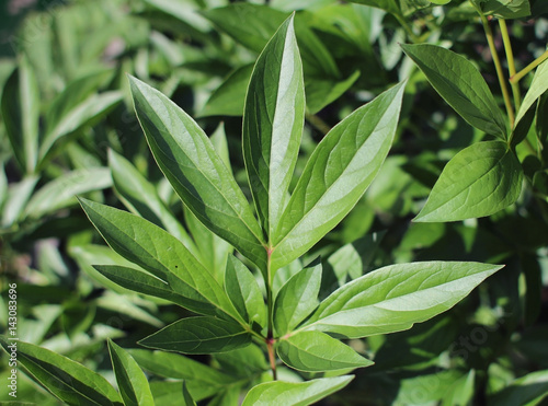 Leaves of peony plant in the garden