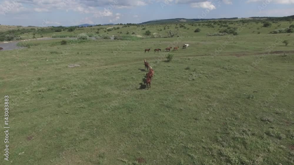 horses in the pasture near the waterhole horses in the pasture near the waterhole