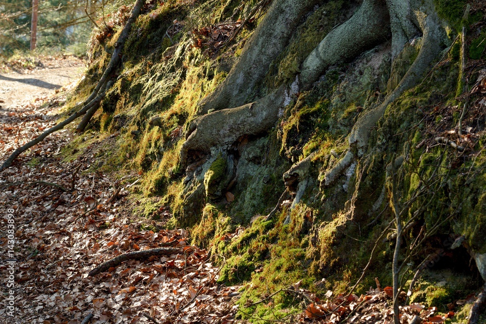 Roots and moss in the forest at sunset Roots and moss in the forest at sunset