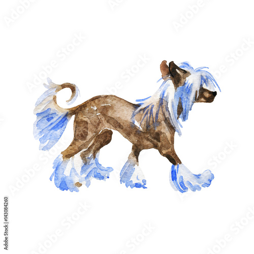 Watercolor portrait of chinese crested dog. Hand drawn fashion pets illustration on white background