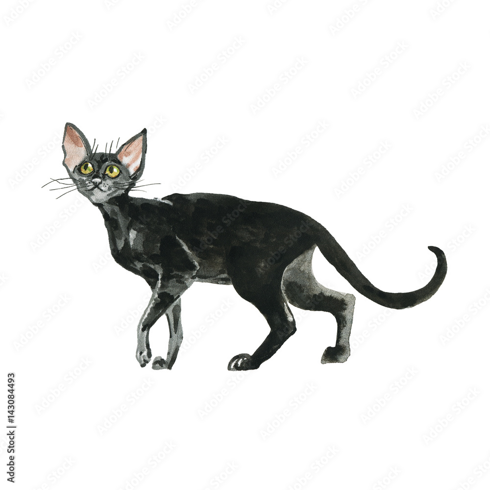 Hand drawn black sphynx cat with green eyes. Watercolor oriental kitten. Painting isolated pets illustration on white background