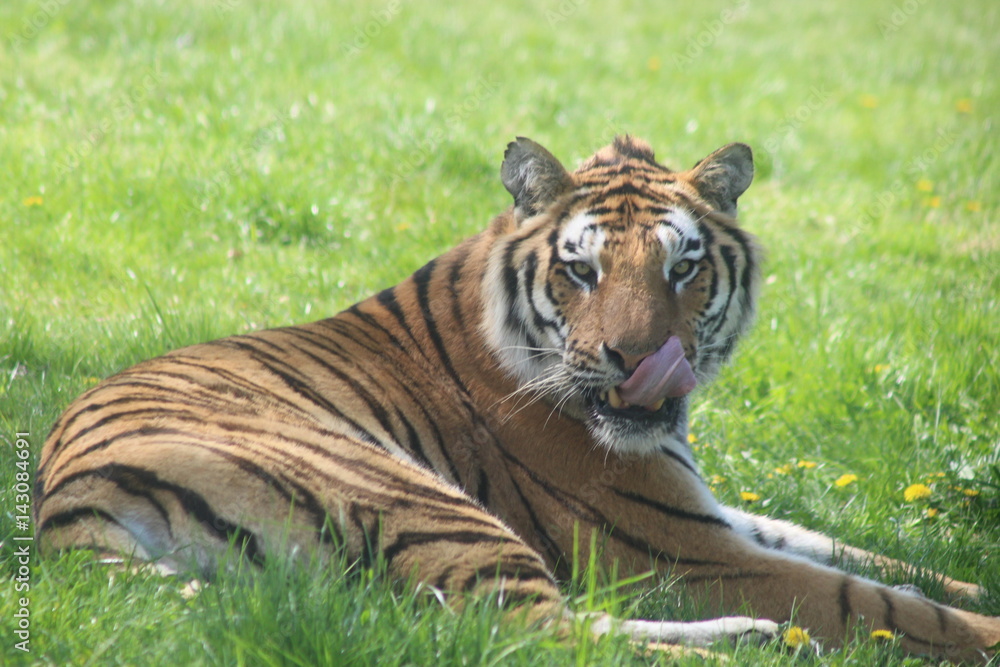 Obraz premium bright Tiger 